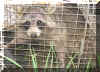 raccoon.jpg (87508 bytes)